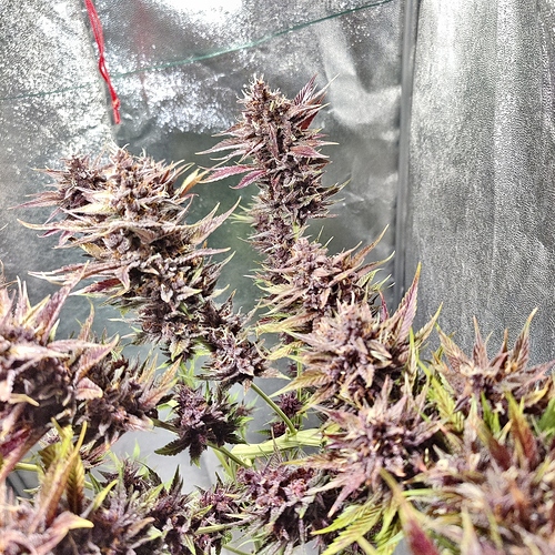 Growreport Bild 5