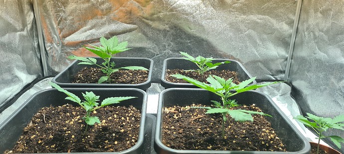 Growreport Bild 22