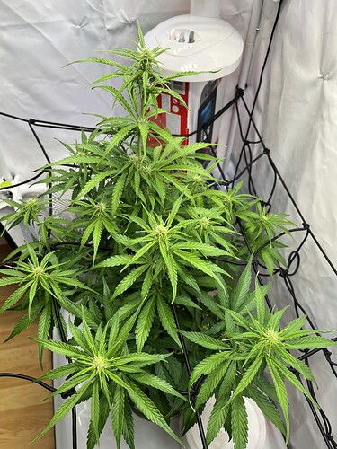 Growreport Bild 3