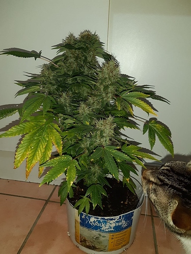 Growreport Bild 1