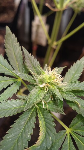 Growreport Bild 35