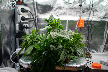 Growreport Bild 10