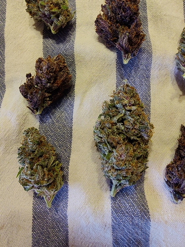 Growreport Bild 32