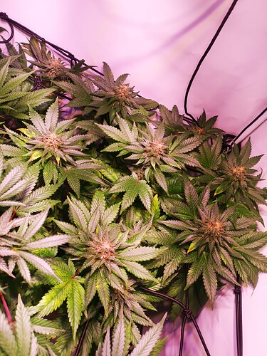 Growreport Bild 1