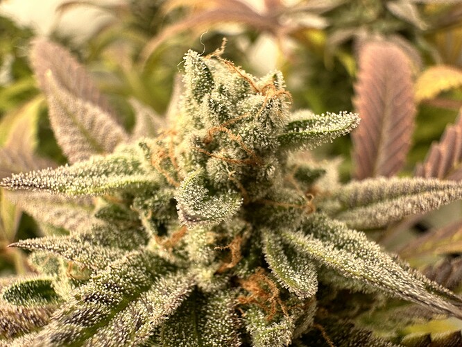Growreport Bild 6