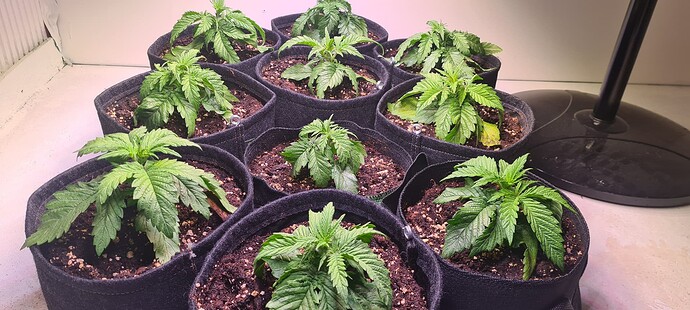 Growreport Bild 1