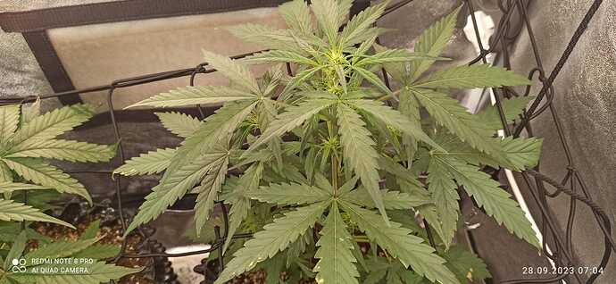 IMG-20230928-WA0005