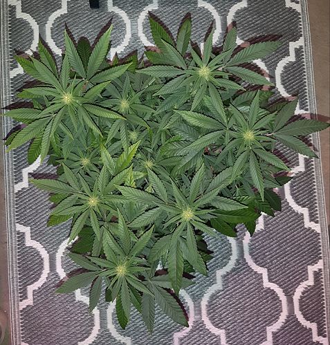 Growreport Bild 5