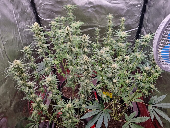 Growreport Bild 18