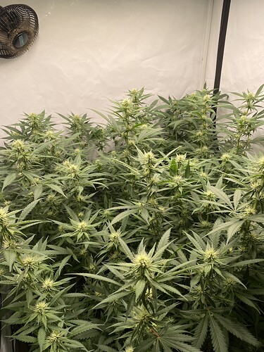 Growreport Bild 8