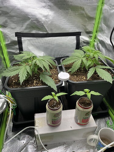 Growreport Bild 9