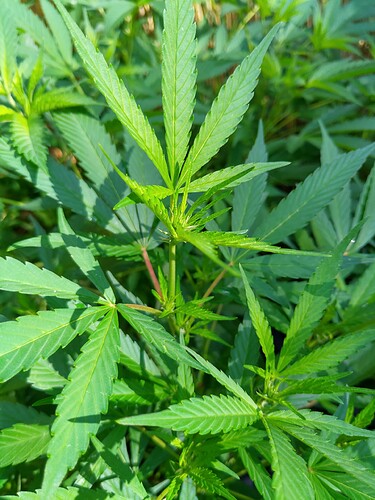 Growreport Bild 5