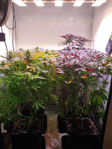 Growreport Bild 1