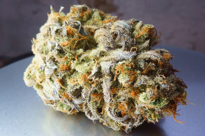 Growreport Bild 3