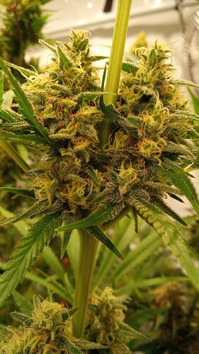 Growreport Bild 31