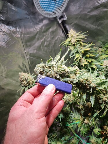 Growreport Bild 35