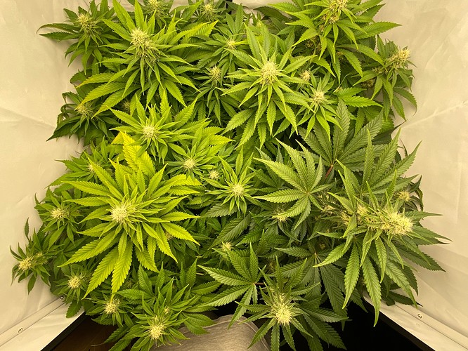 Growreport Bild 6