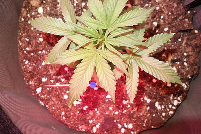 Eine junge Cannabispflanze in einem Topf, die unter rotem und blauem Licht wächst. Die Blätter sind hellgrün und zeigen Anzeichen von Nährstoffmangel.