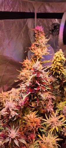 Growreport Bild 45