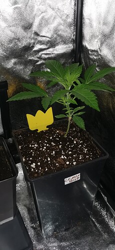 Growreport Bild 13