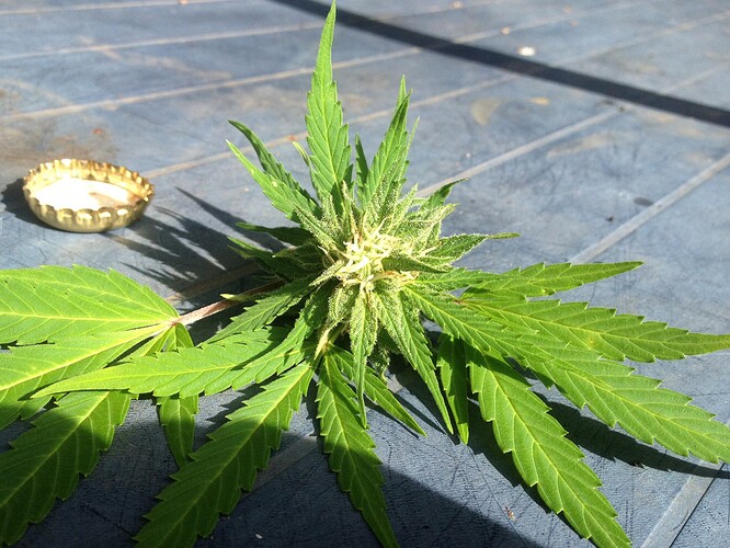 Growreport Bild 25