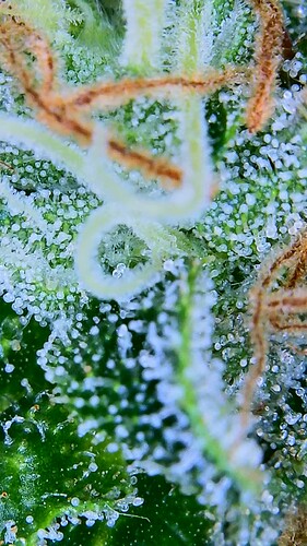 Growreport Bild 12