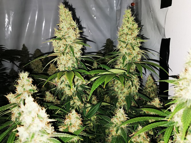 Growreport Bild 2