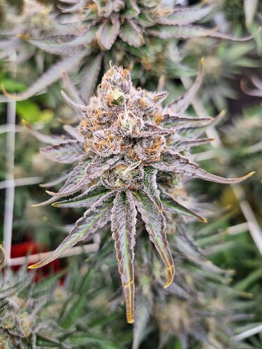 Growreport Bild 5