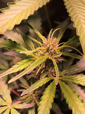 Growreport Bild 12