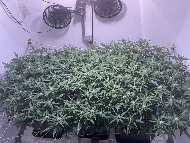 Growreport Bild 6