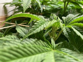 Growreport Bild 2