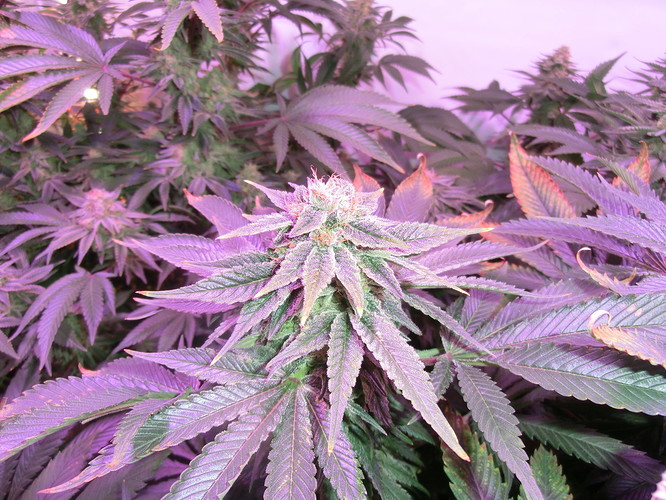 Growreport Bild 9