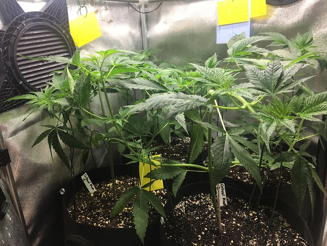 Growreport Bild 8