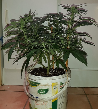 Growreport Bild 7