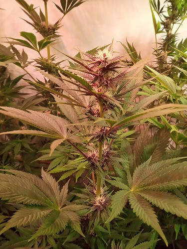 Growreport Bild 7