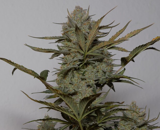 Growreport Bild 2