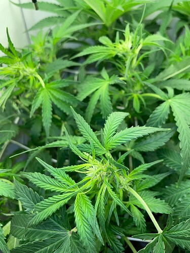 Growreport Bild 16