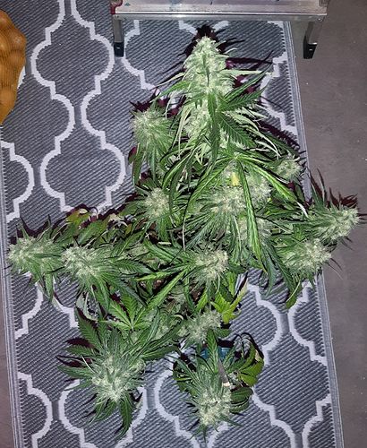 Growreport Bild 2
