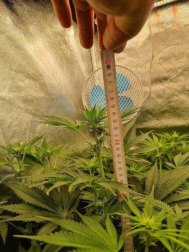 Growreport Bild 46