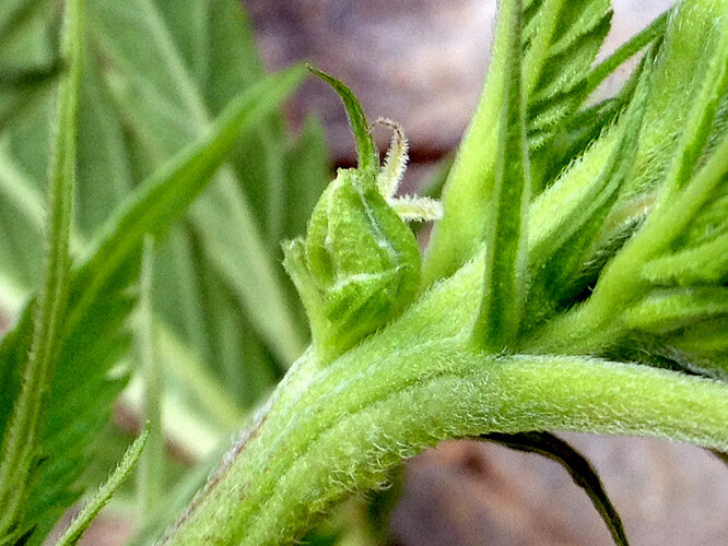 Growreport Bild 27