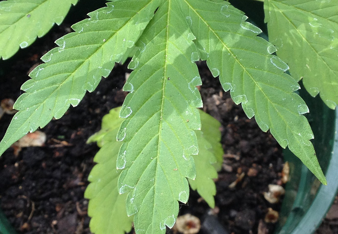 Growreport Bild 23