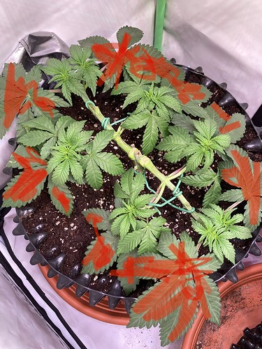 Growreport Bild 3