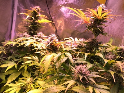 Growreport Bild 2