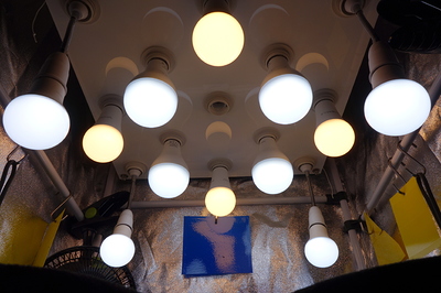 Mehrere LED-Lampen, die von der Decke eines Grow-Zeltes hängen, einige leuchten weiß, andere gelblich.