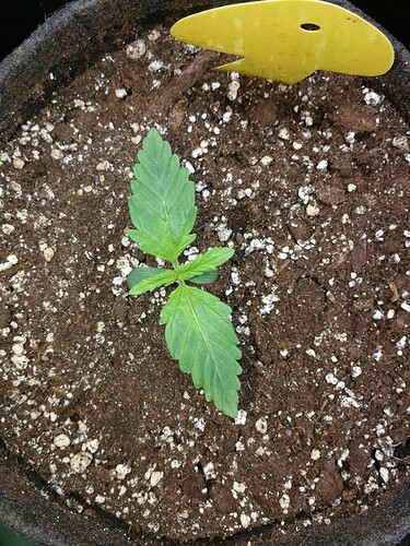 Growreport Bild 141