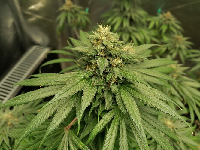 Growreport Bild 4