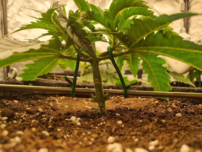 Growreport Bild 24