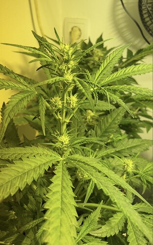 Growreport Bild 35