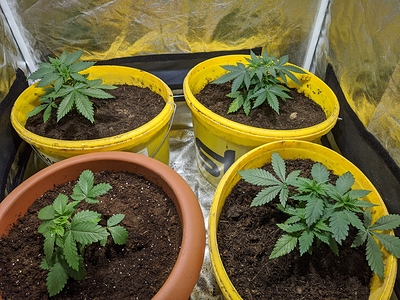 Growreport Bild 3
