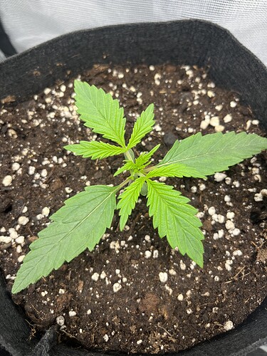 Growreport Bild 25